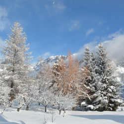 Lendemain de chutes de neige 1