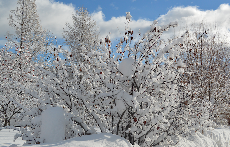 Lendemain de chutes de neige