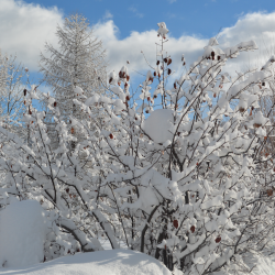 Lendemain de chutes de neige